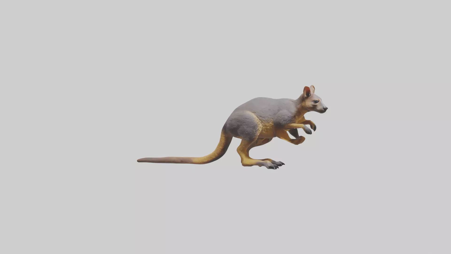 Rock Wallaby climbing model 3D model_0