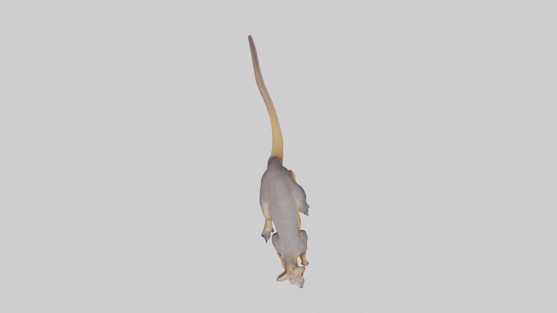 Rock Wallaby climbing model 3D model_14