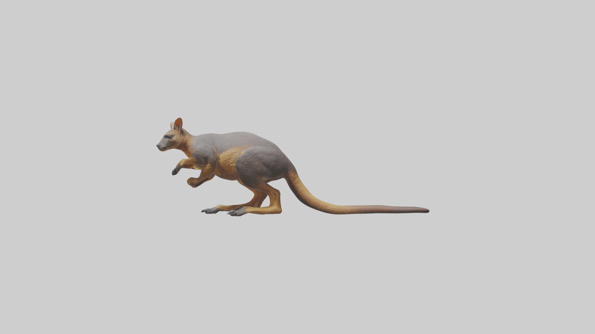 Rock Wallaby climbing model 3D model_12