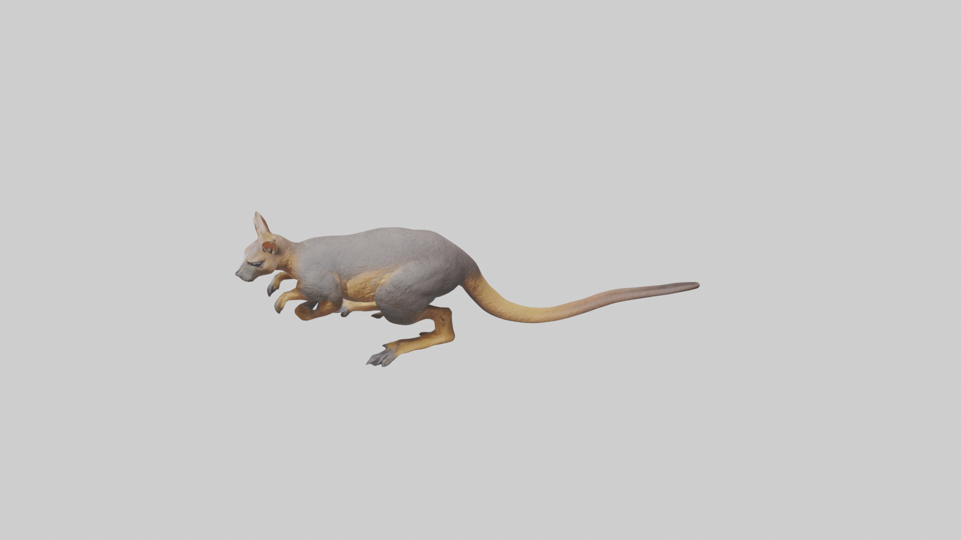 Rock Wallaby climbing model 3D model_17