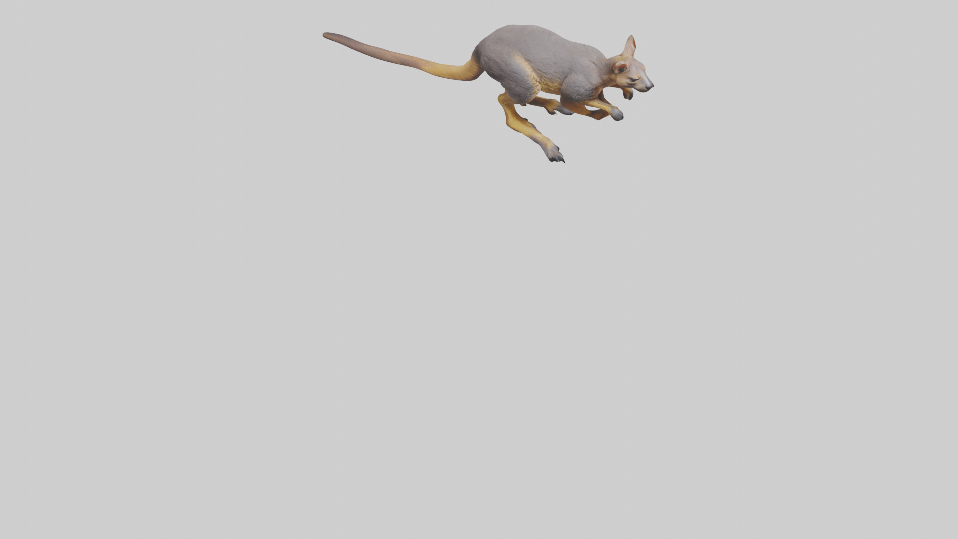 Rock Wallaby climbing model 3D model_8