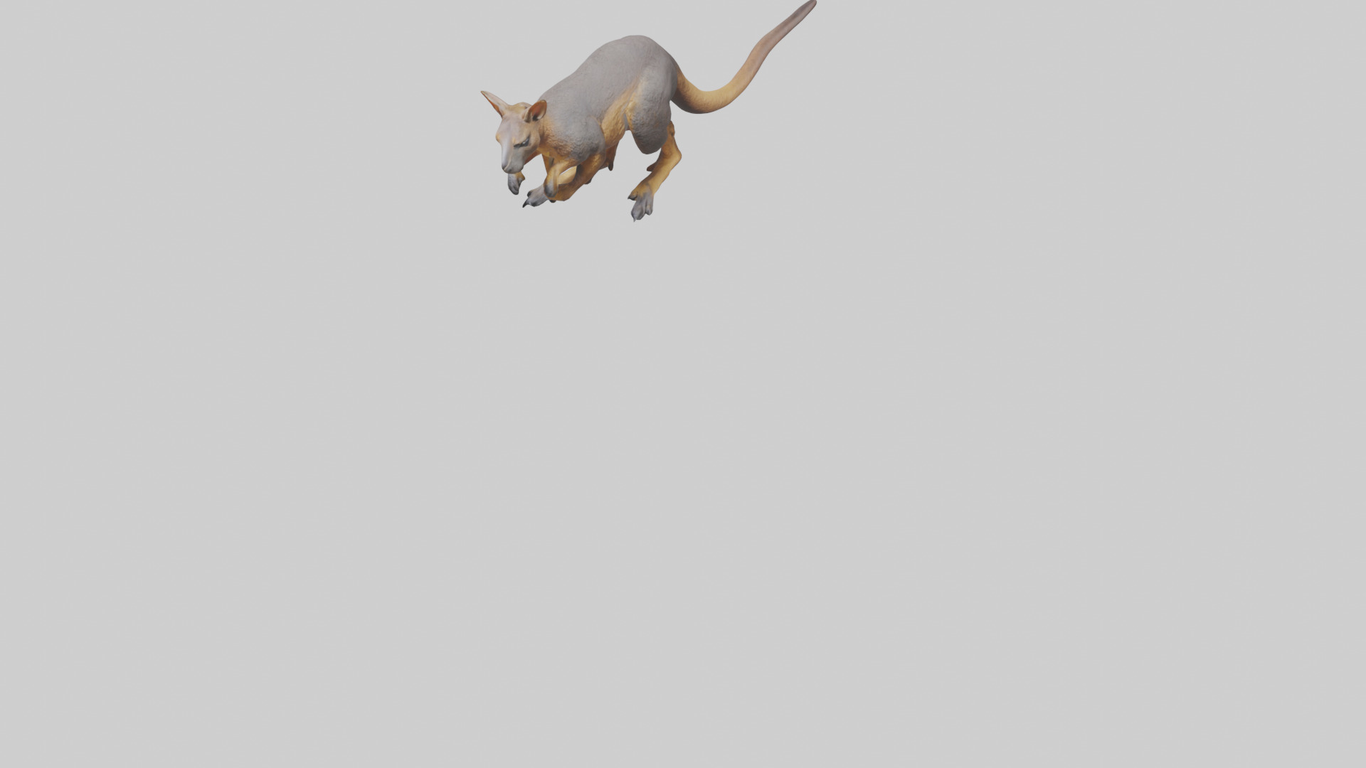 Rock Wallaby climbing model 3D model_7