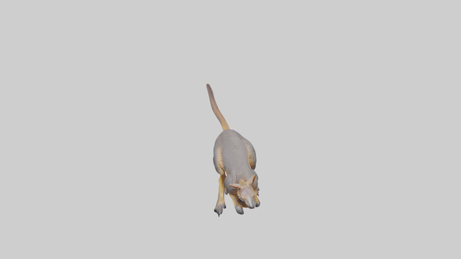 Rock Wallaby climbing model 3D model_16