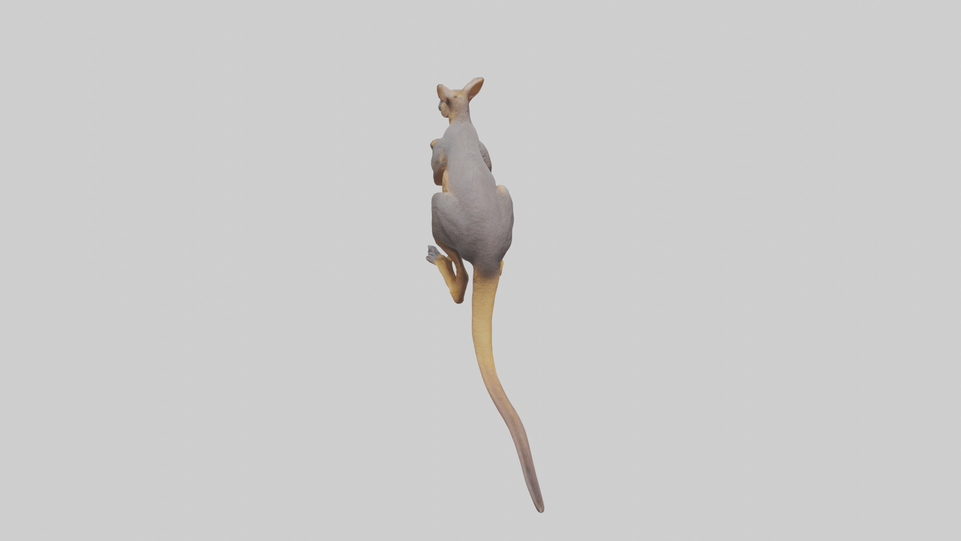 Rock Wallaby climbing model 3D model_15