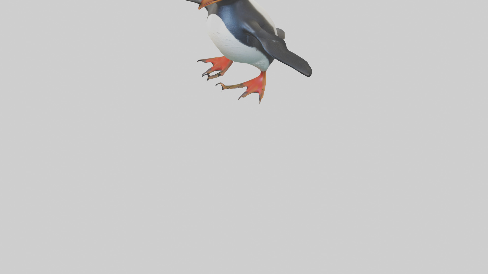 Rockhopper Penguin hopping model 3D model_5