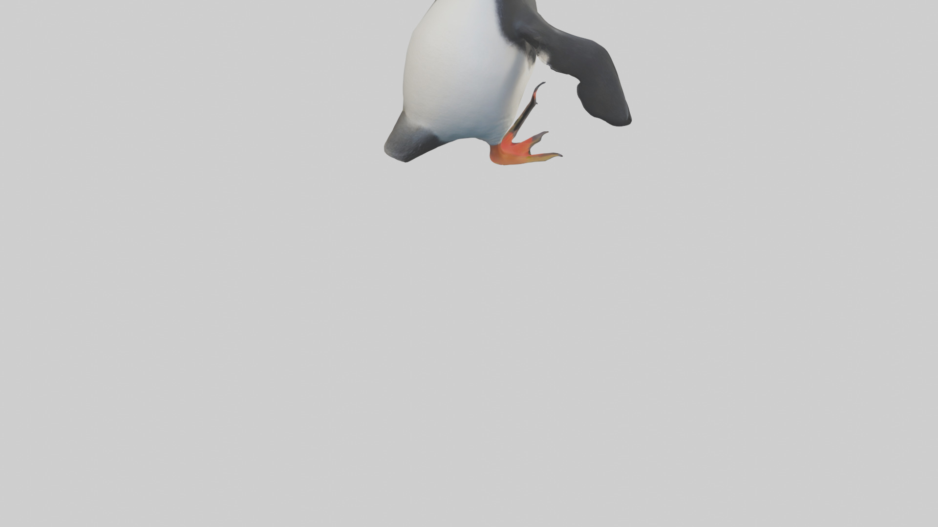 Rockhopper Penguin hopping model 3D model_4