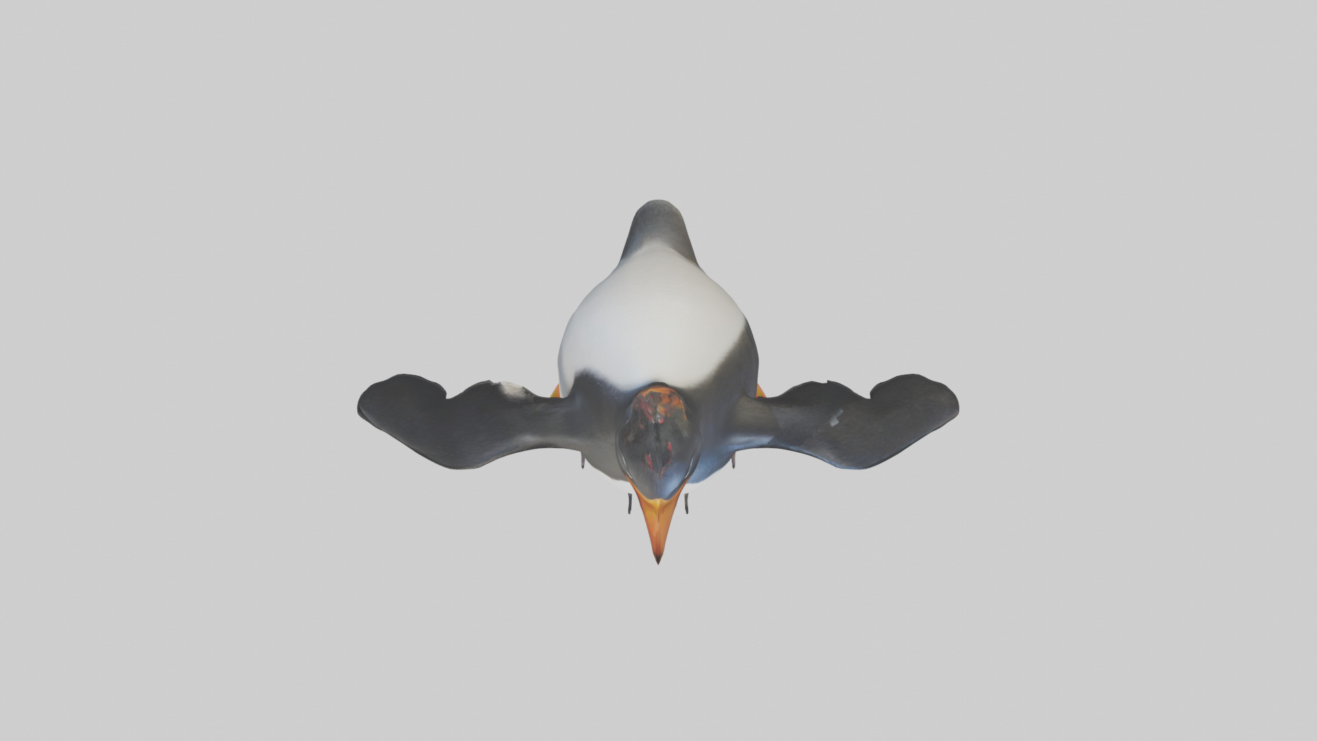 Rockhopper Penguin hopping model 3D model_14
