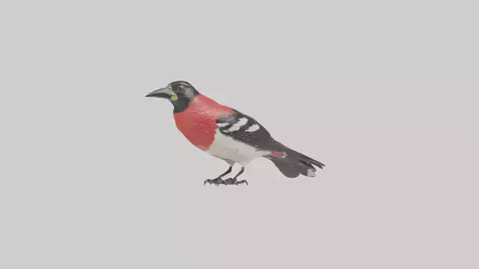 Rosebreasted Grosbeak statue model 3D model