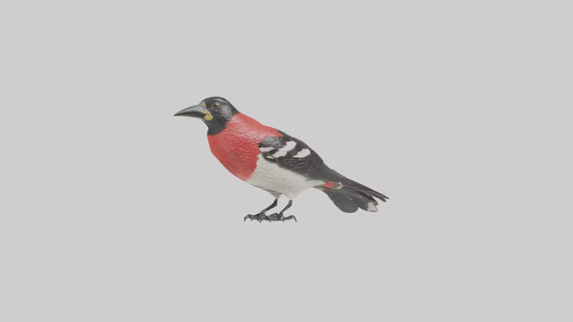 Rosebreasted Grosbeak statue model 3D model_0