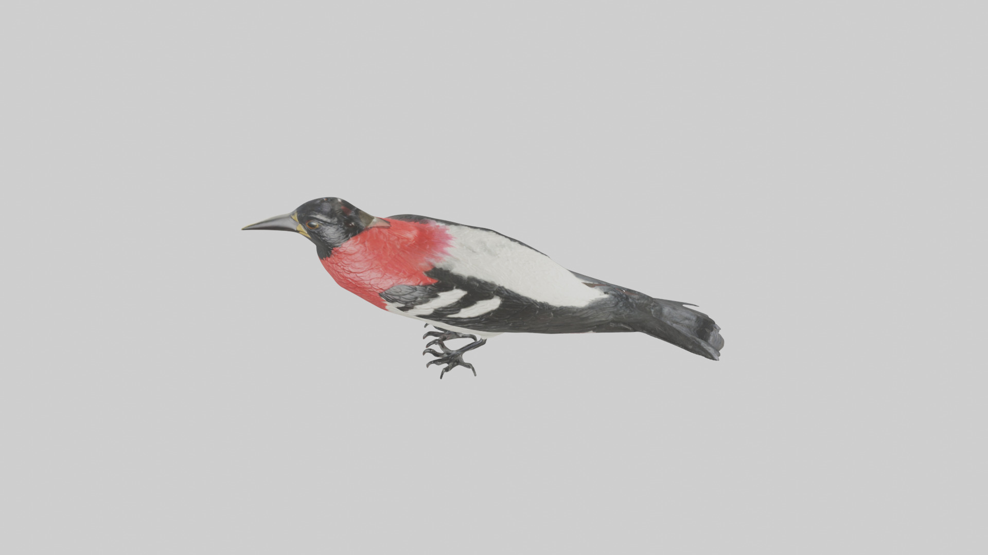 Rosebreasted Grosbeak statue model 3D model_18