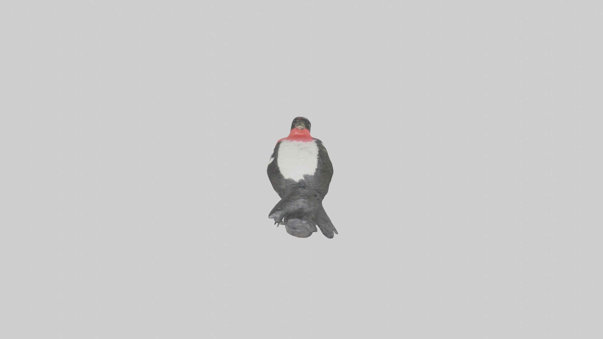 Rosebreasted Grosbeak statue model 3D model_9
