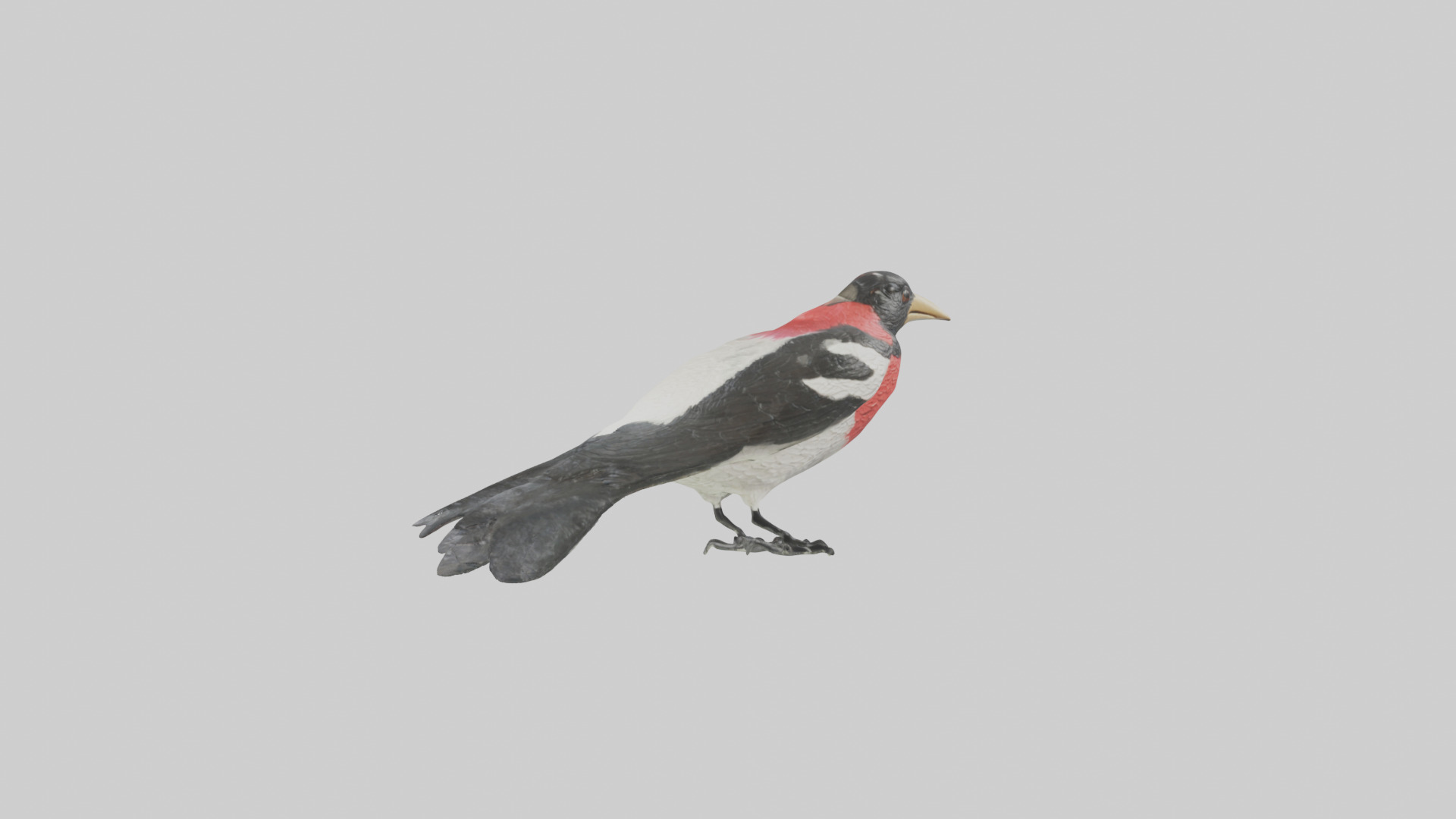 Rosebreasted Grosbeak statue model 3D model_8