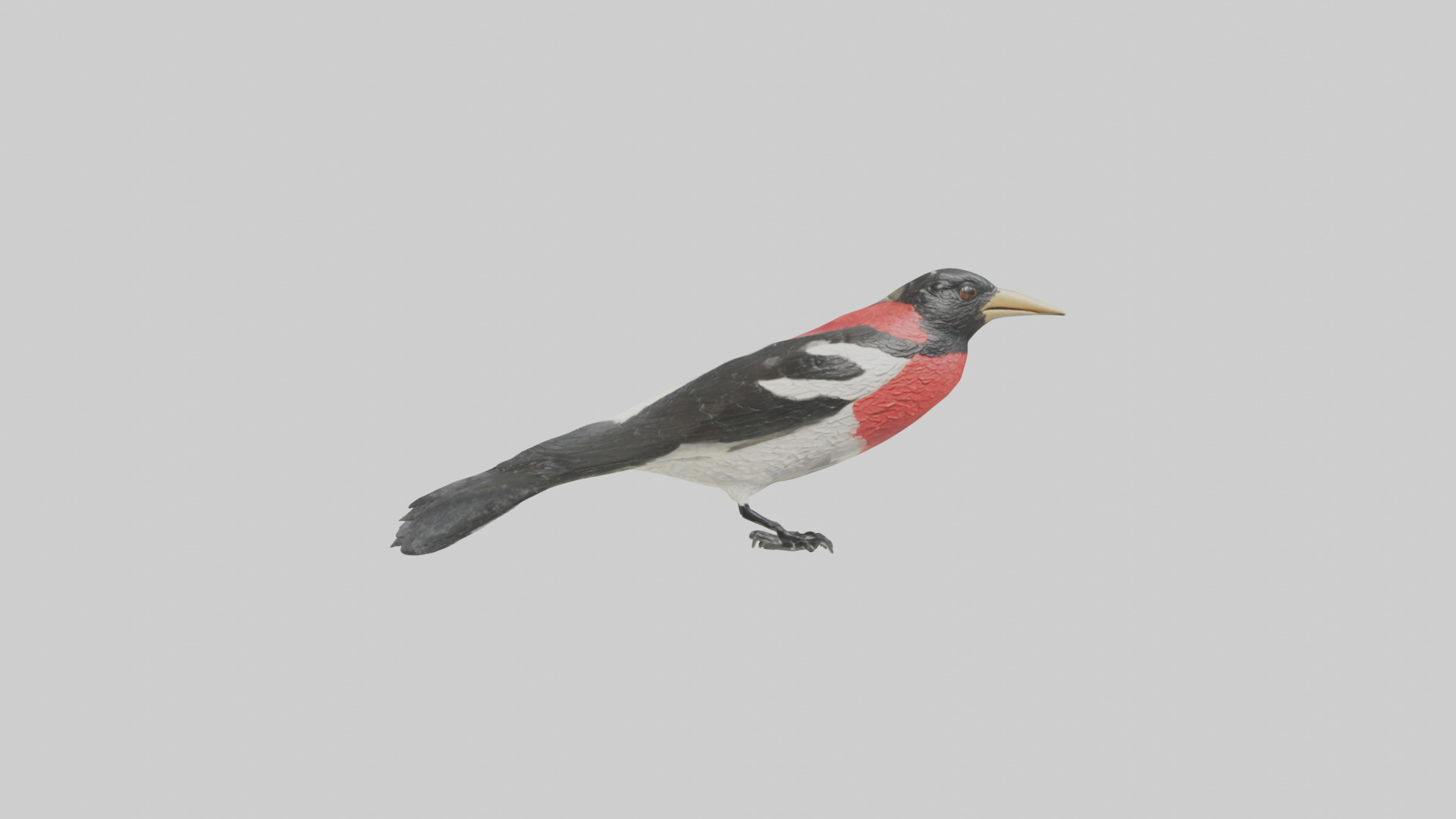 Rosebreasted Grosbeak statue model 3D model_12