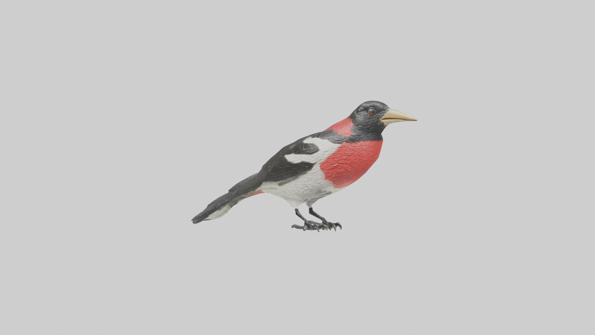 Rosebreasted Grosbeak statue model 3D model_2