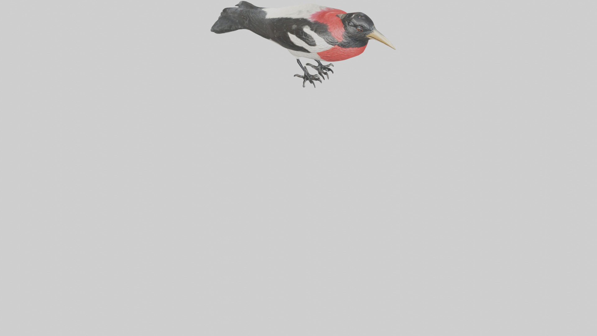 Rosebreasted Grosbeak statue model 3D model_3