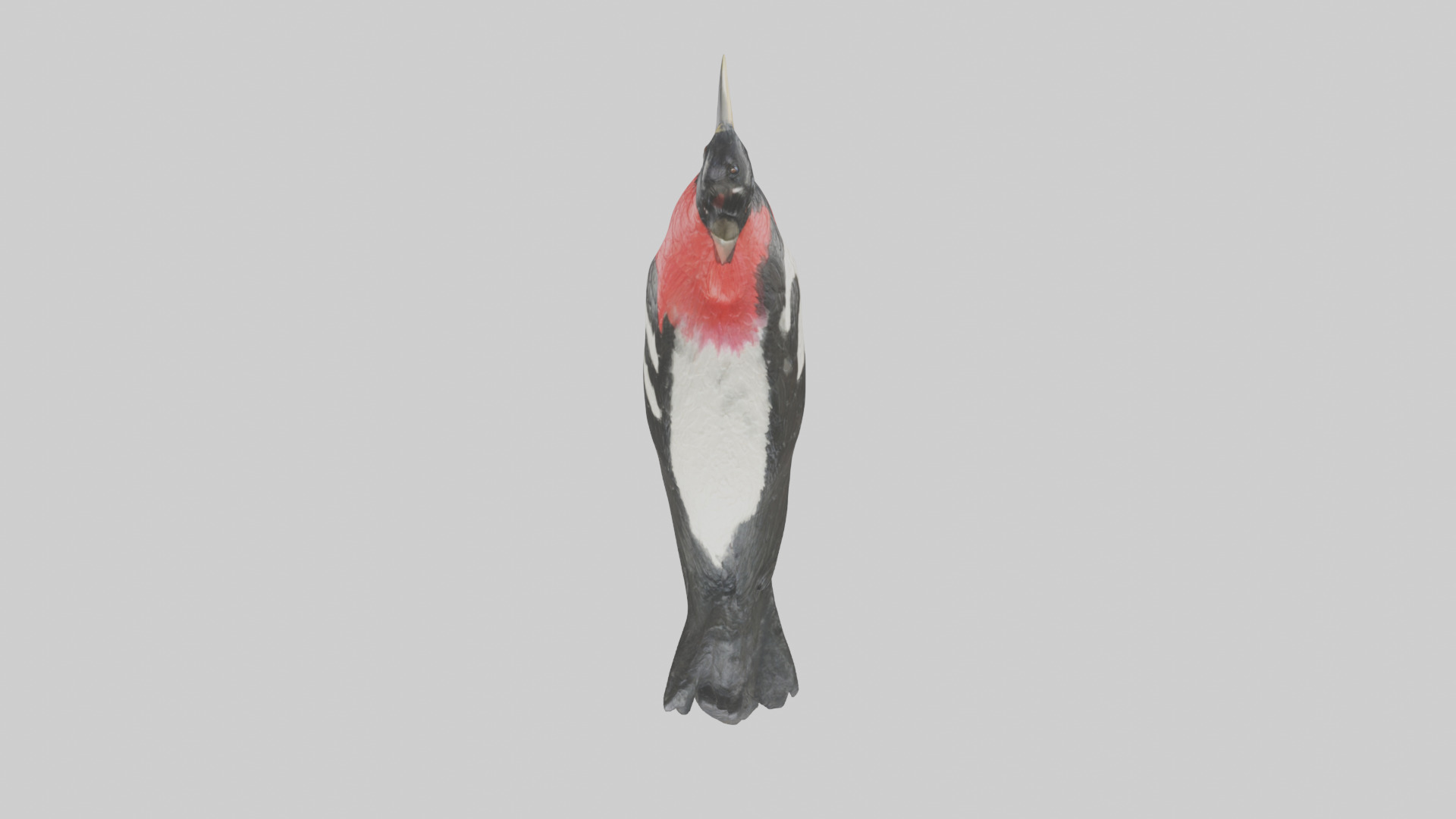 Rosebreasted Grosbeak statue model 3D model_14