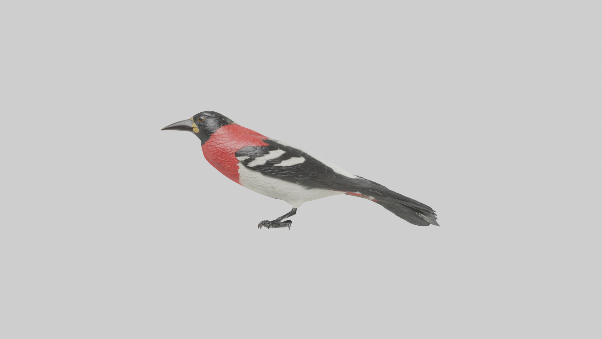 Rosebreasted Grosbeak statue model 3D model_13