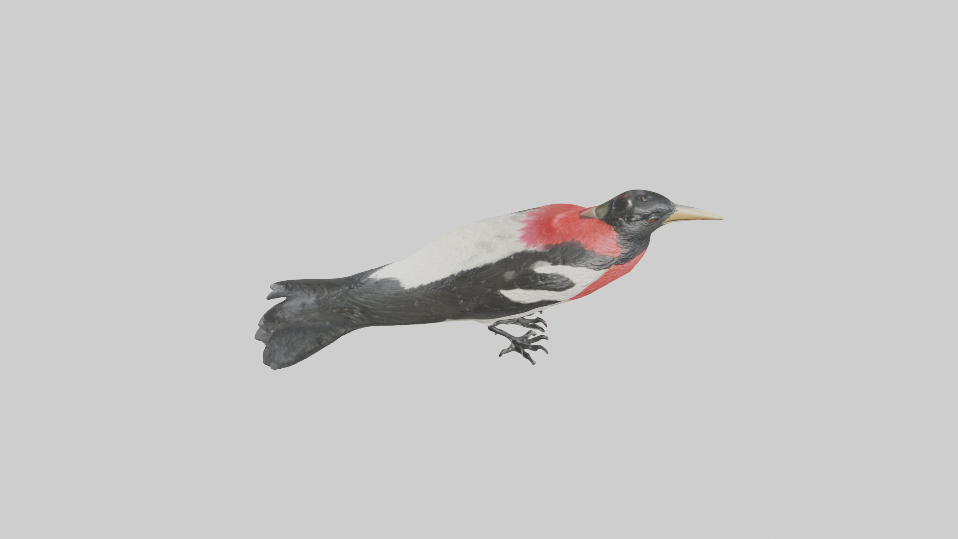 Rosebreasted Grosbeak statue model 3D model_17