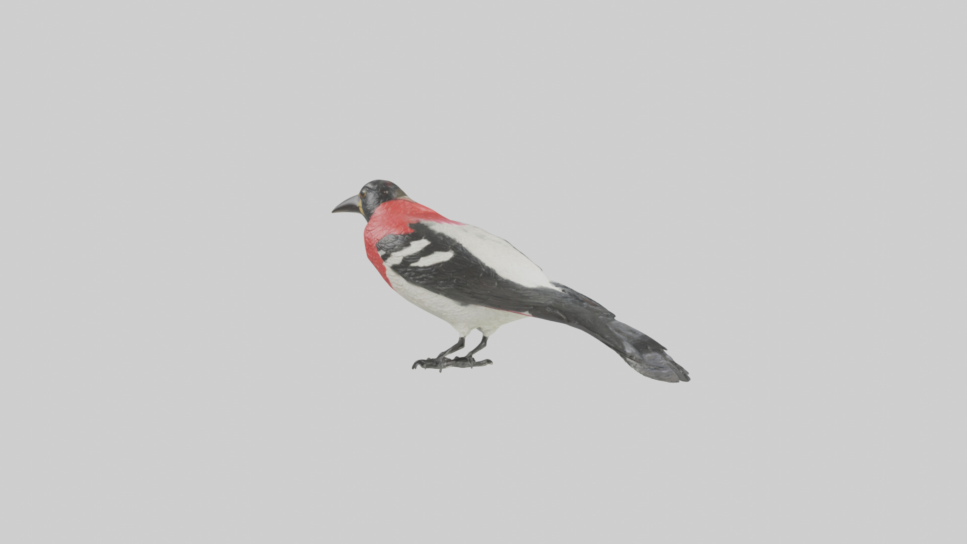 Rosebreasted Grosbeak statue model 3D model_7