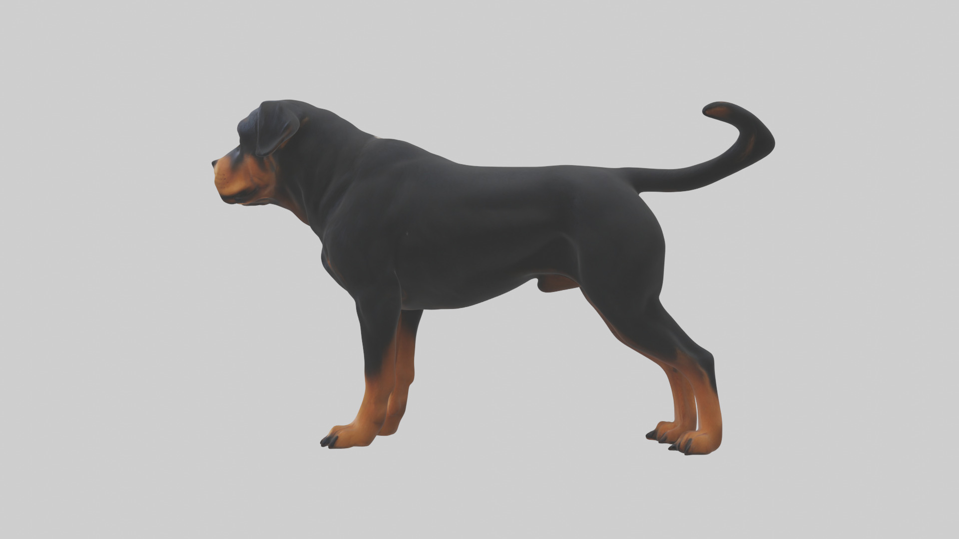 Rottweiler standing guard model 3D model_3