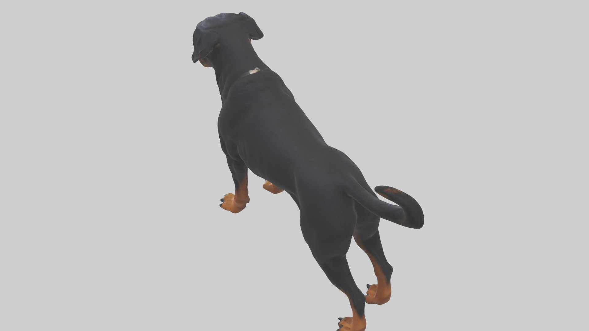 Rottweiler standing guard model 3D model_15
