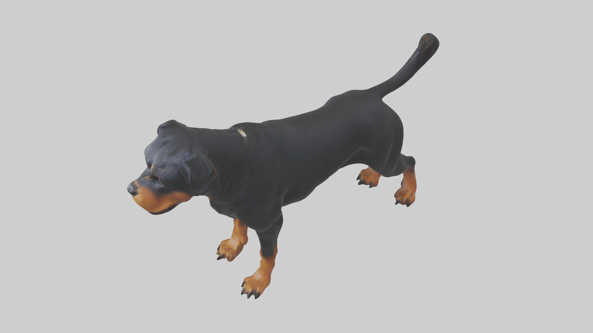 Rottweiler standing guard model 3D model_17