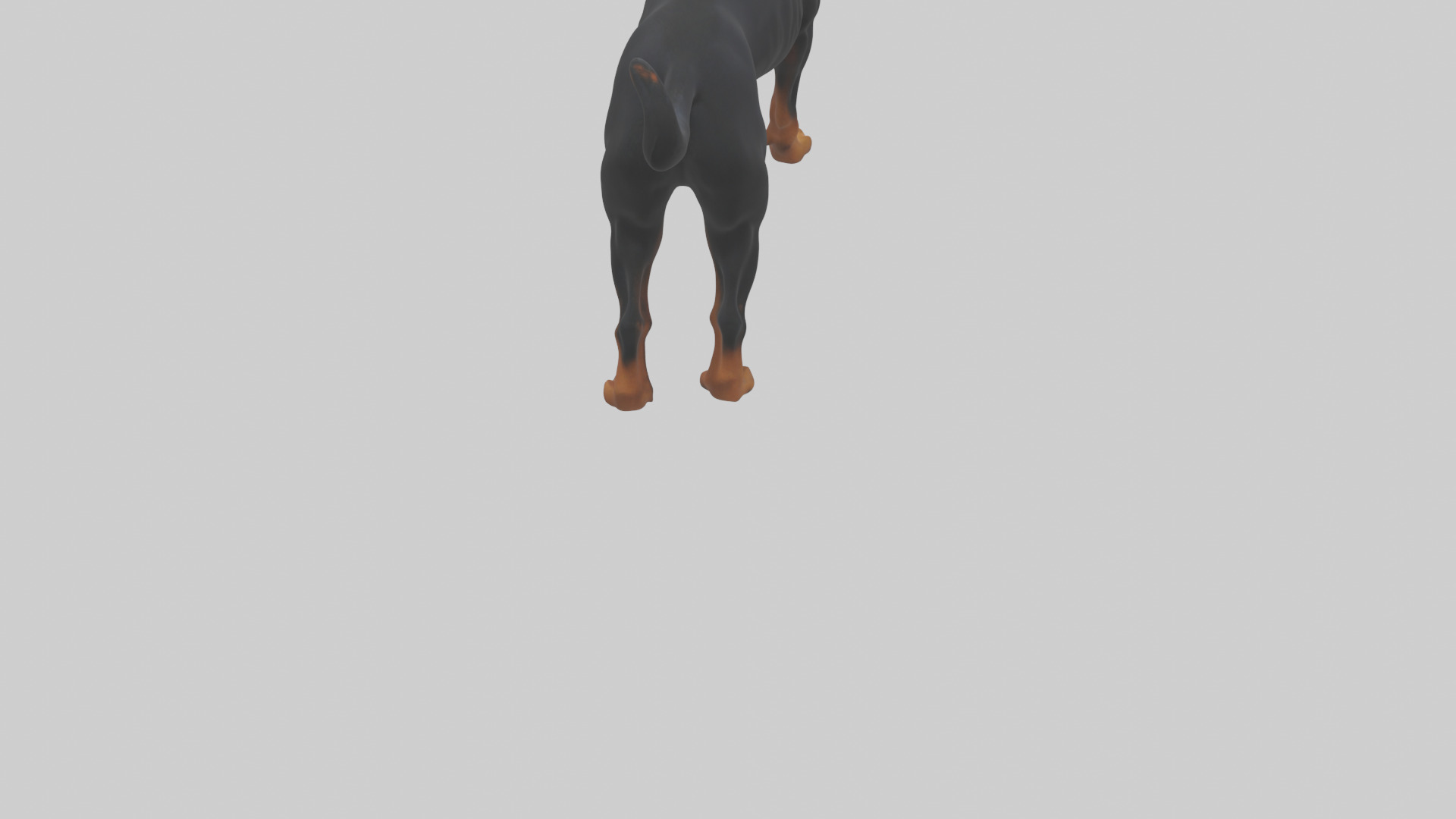 Rottweiler standing guard model 3D model_6