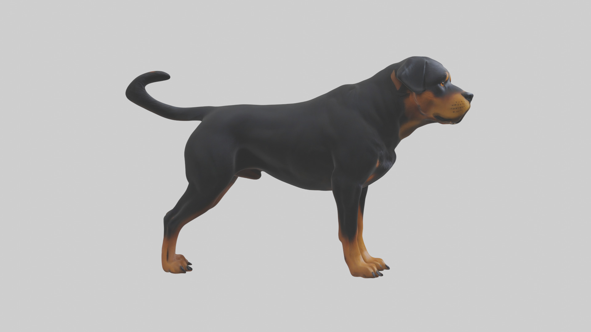Rottweiler standing guard model 3D model_11