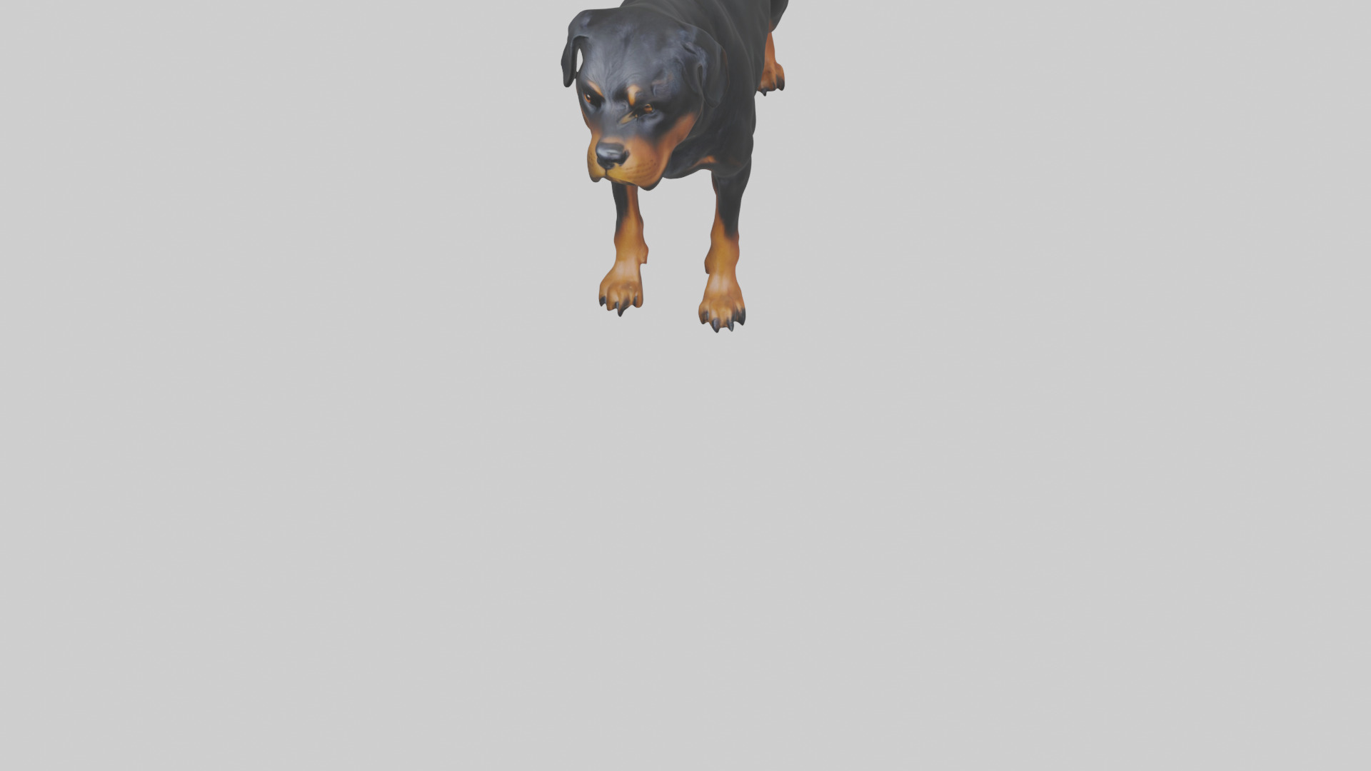 Rottweiler standing guard model 3D model_7