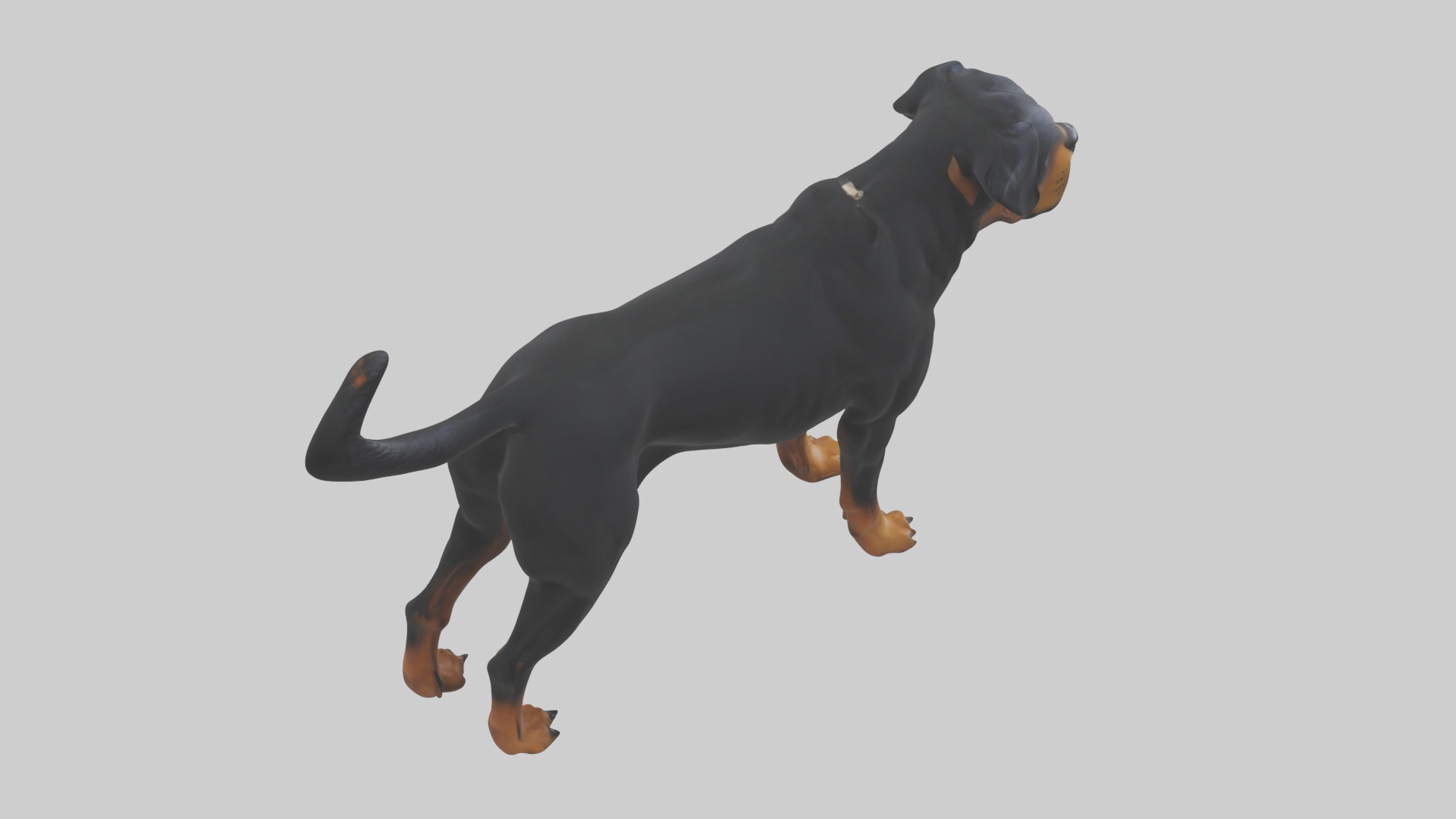 Rottweiler standing guard model 3D model_18