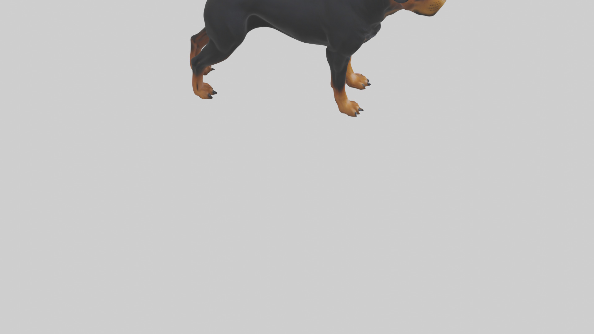 Rottweiler standing guard model 3D model_8