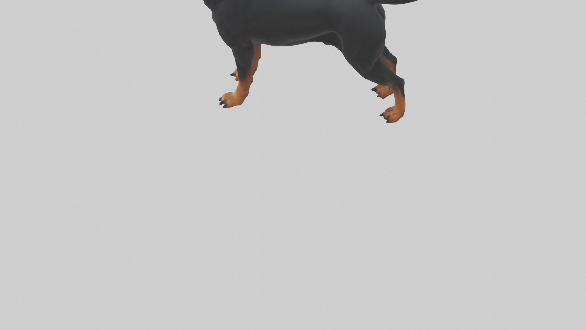 Rottweiler standing guard model 3D model_5