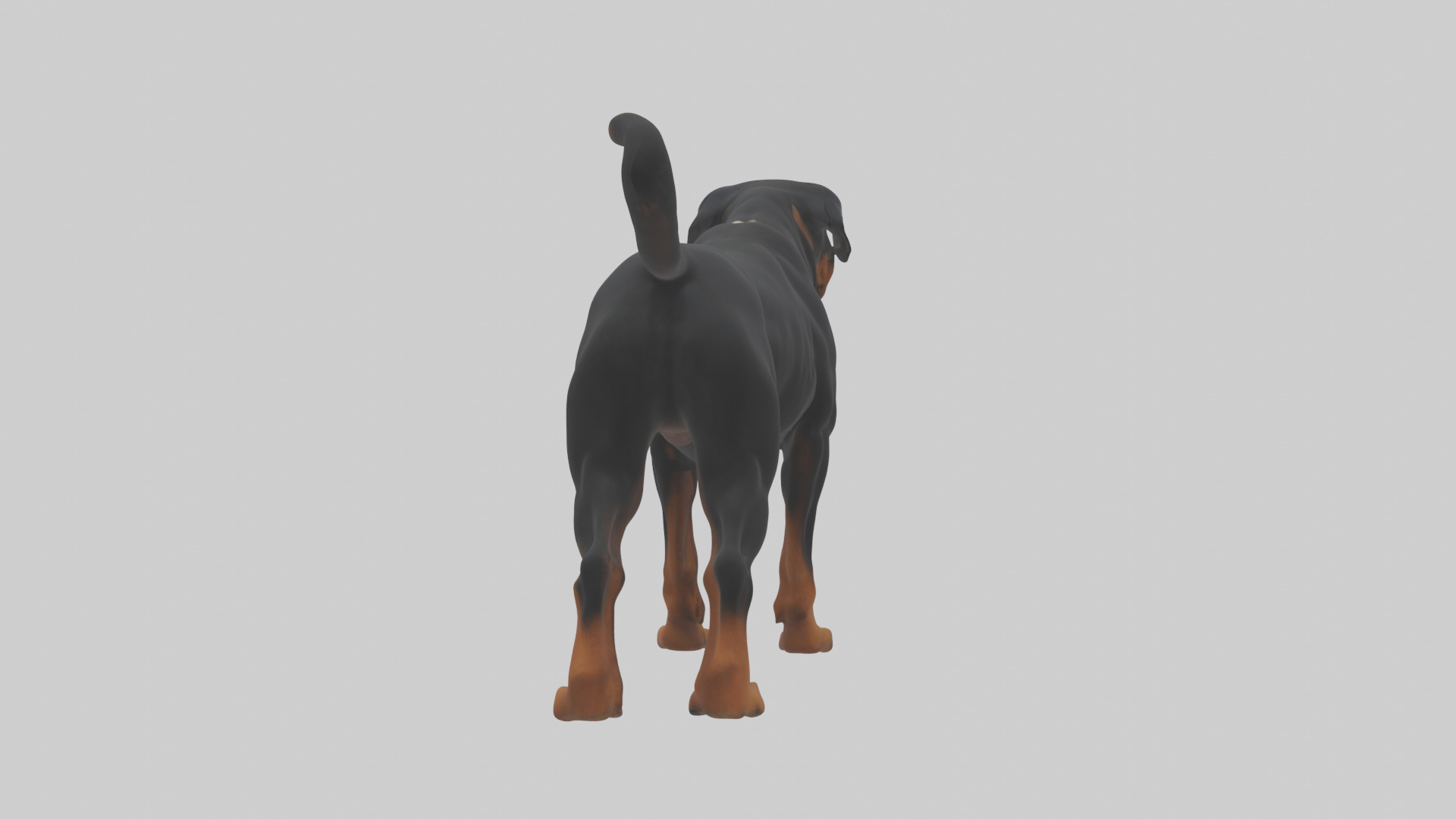 Rottweiler standing guard model 3D model_4