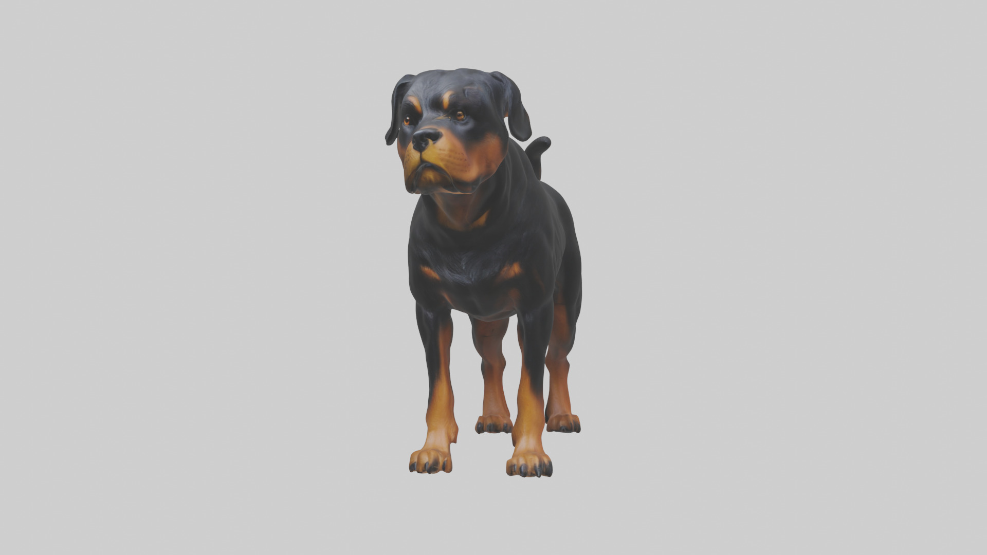 Rottweiler standing guard model 3D model_10