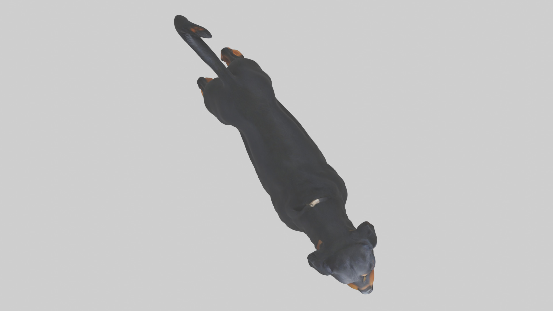 Rottweiler standing guard model 3D model_14