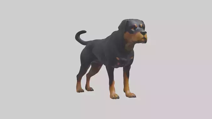 Rottweiler standing guard model