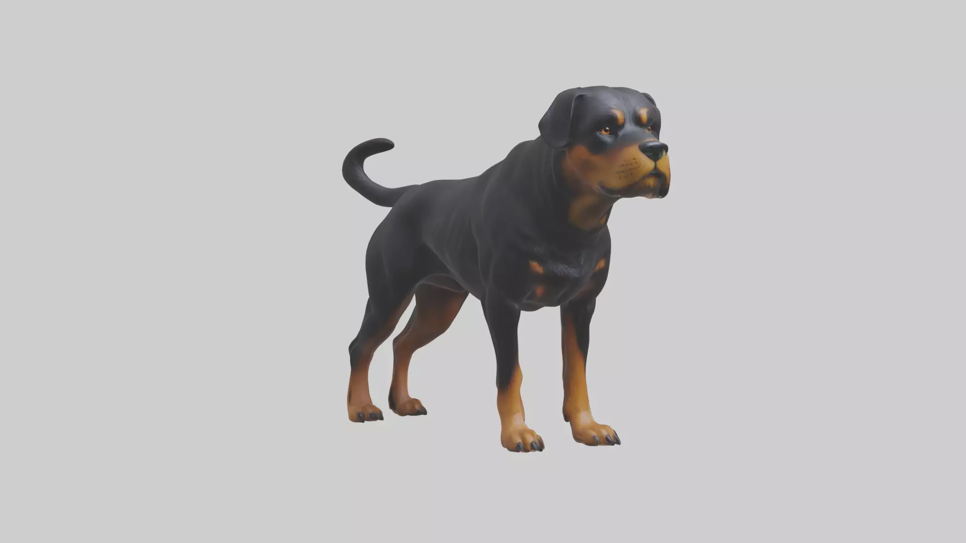 Rottweiler standing guard model 3D model_0