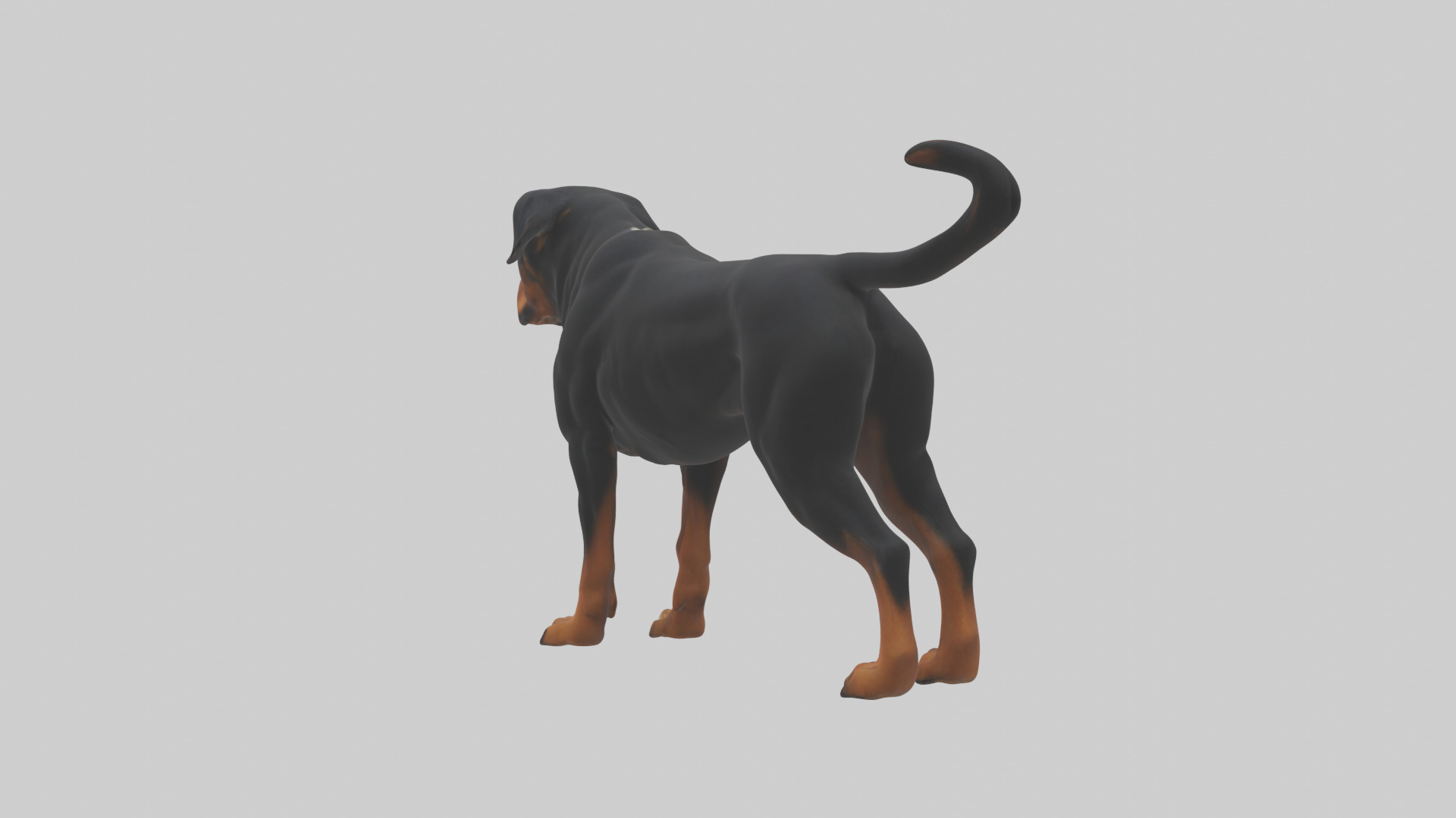 Rottweiler standing guard model 3D model_2
