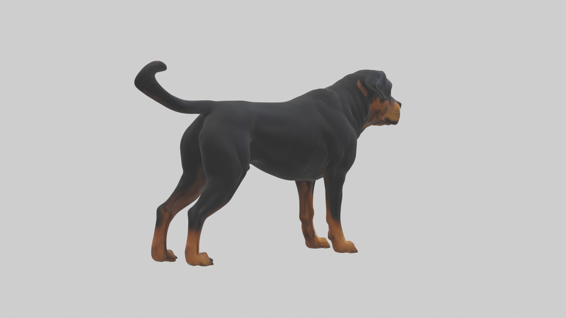 Rottweiler standing guard model 3D model_13
