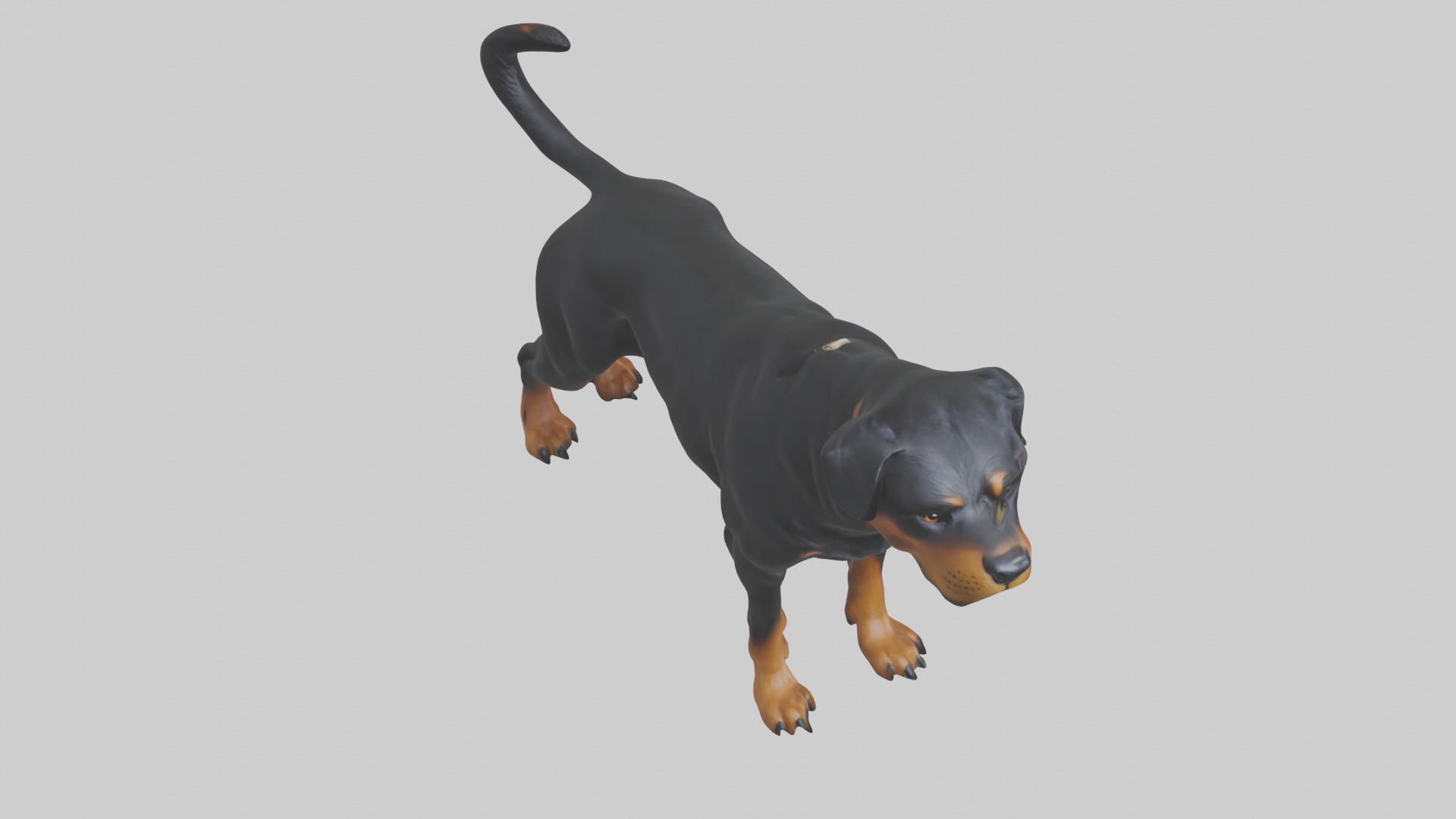 Rottweiler standing guard model 3D model_16