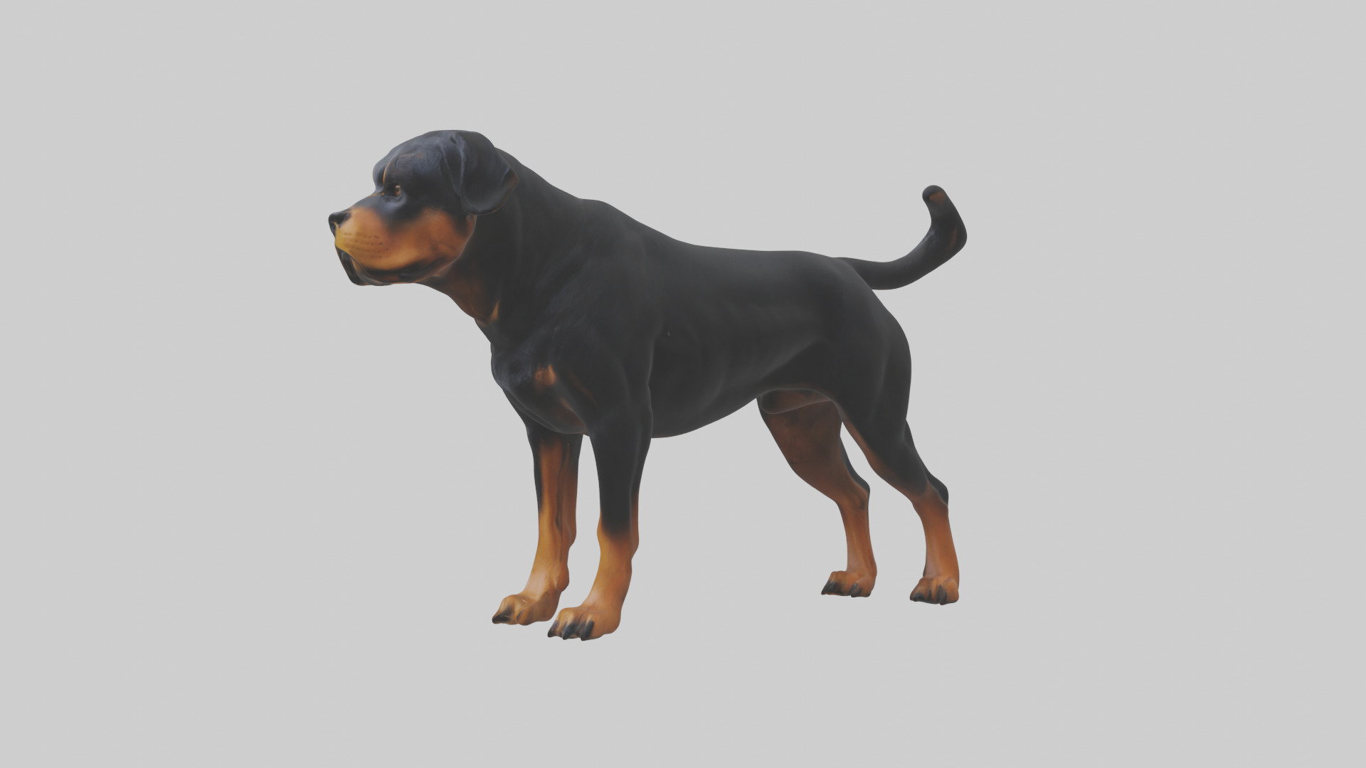 Rottweiler standing guard model 3D model_12