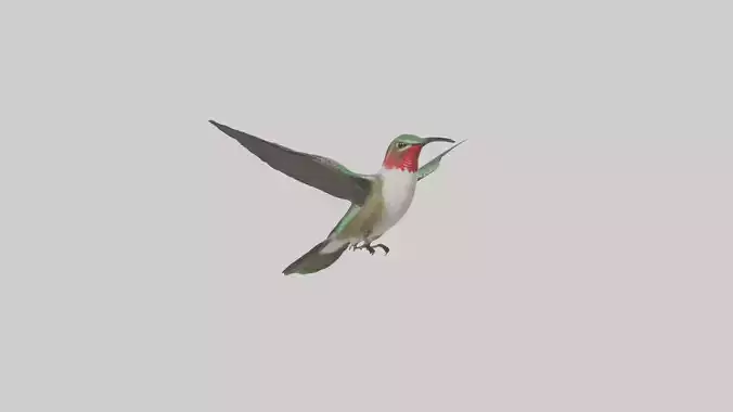 RubyThroated Hummingbird hovering model