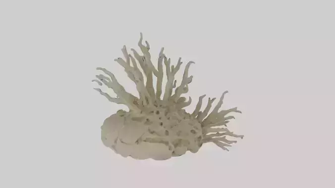 Rugosa Skeleton model