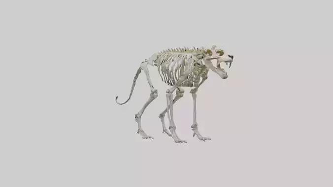 Sabertooth Tiger Skeleton Model