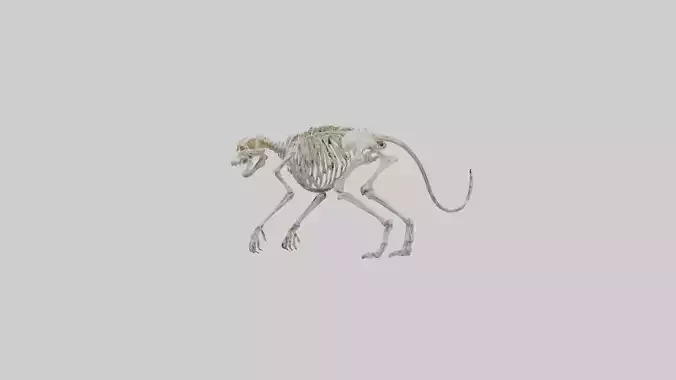 SaberToothed Cat Skeleton model
