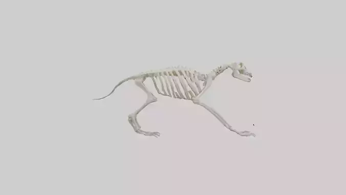 Sable Skeleton model