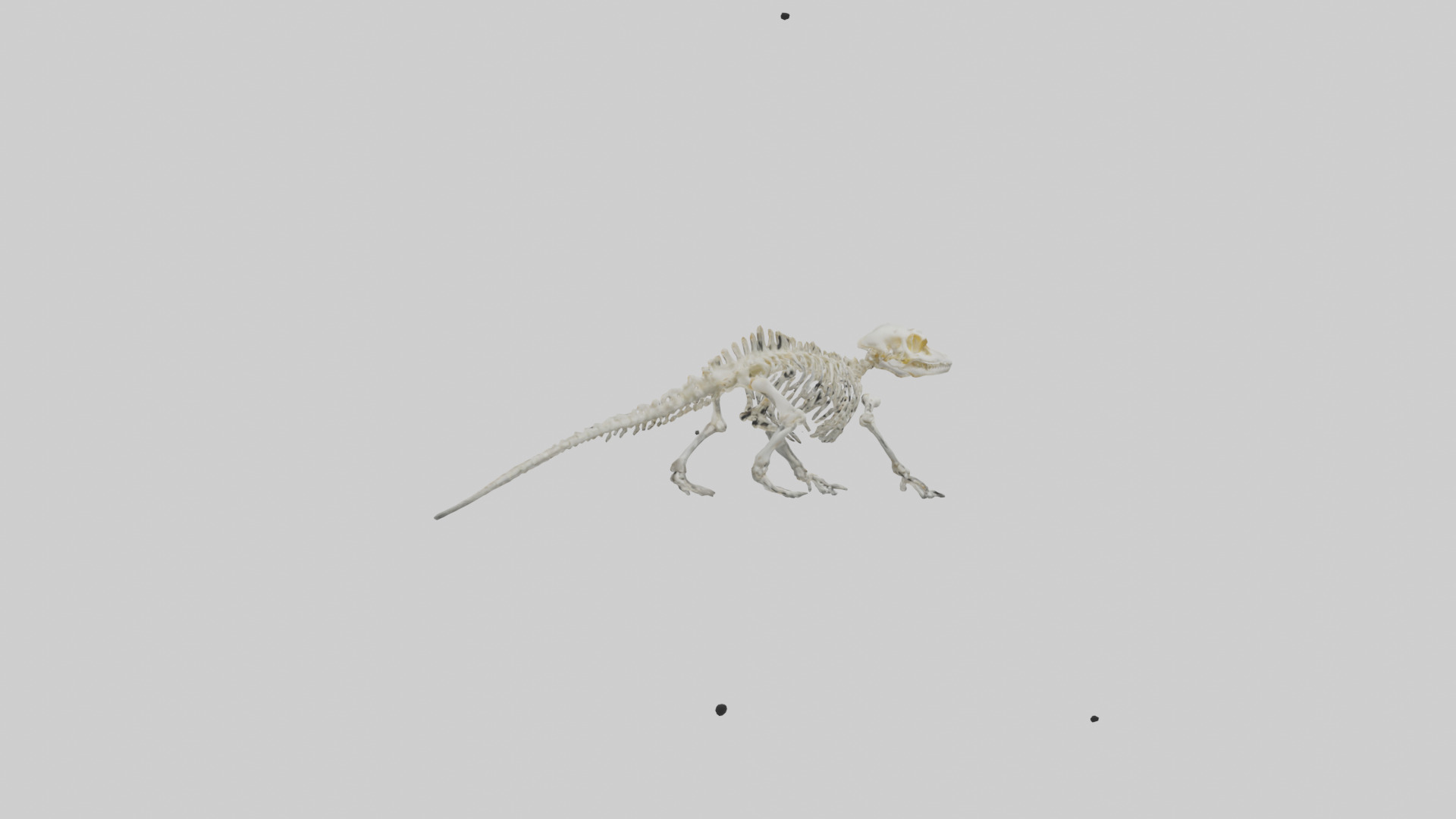 Salamander Skeleton model 3D model_2