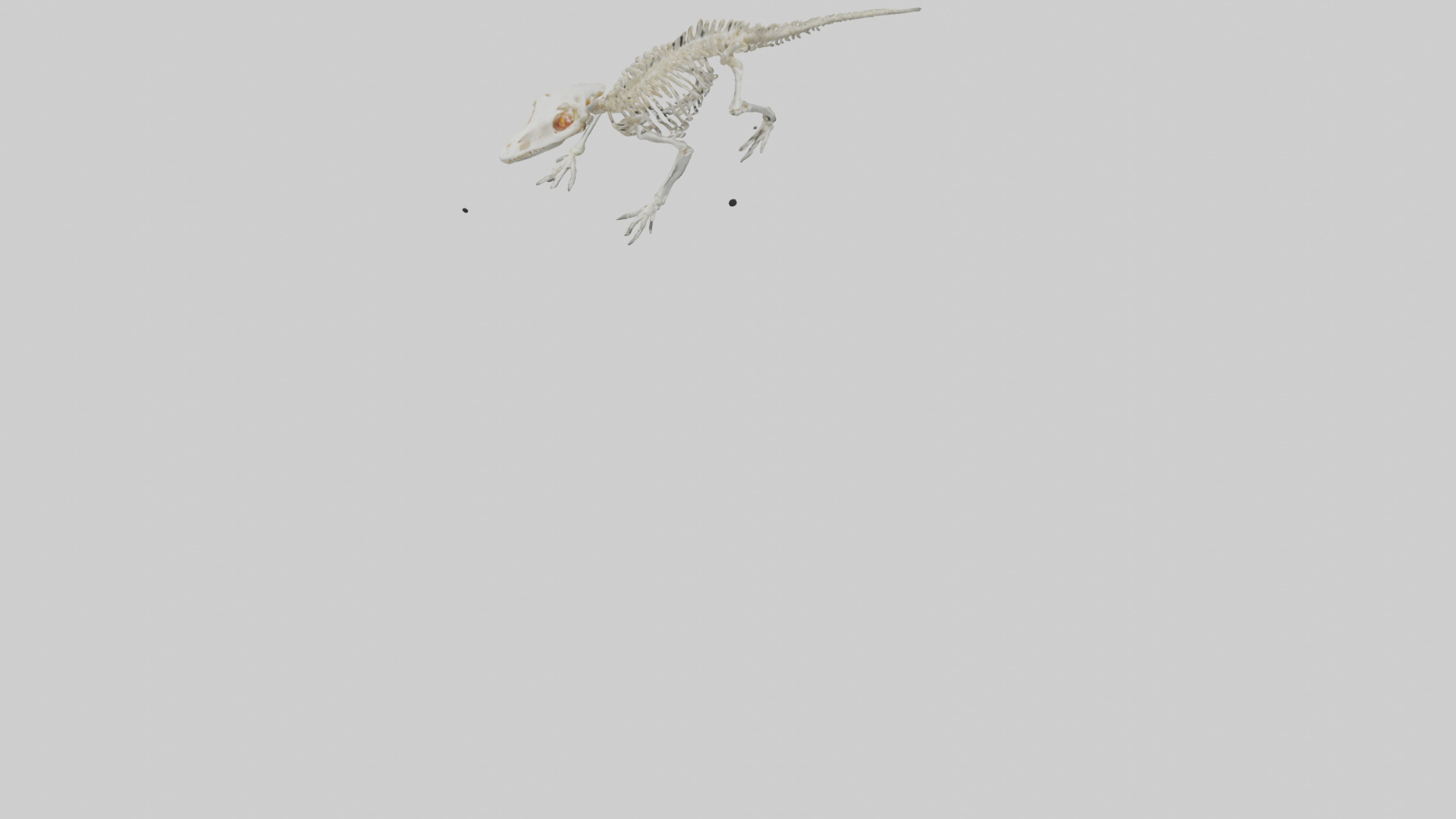 Salamander Skeleton model 3D model_5