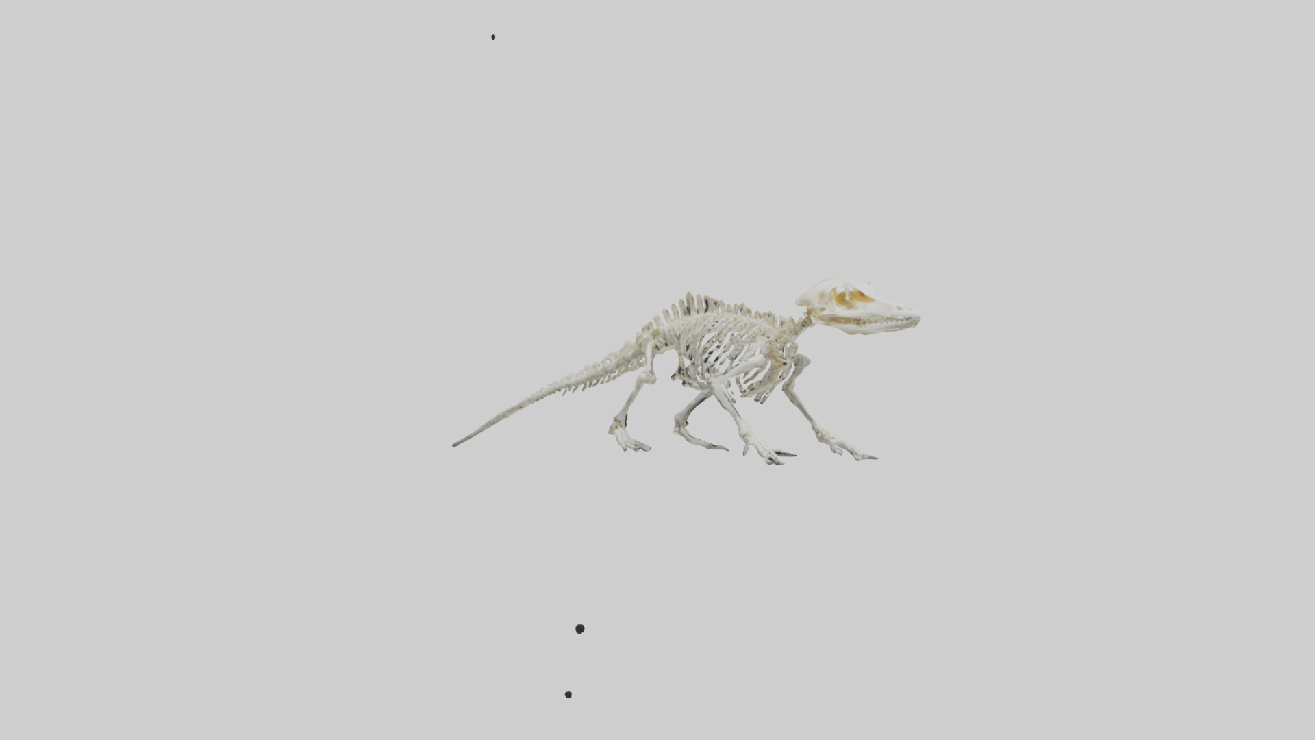 Salamander Skeleton model 3D model_11