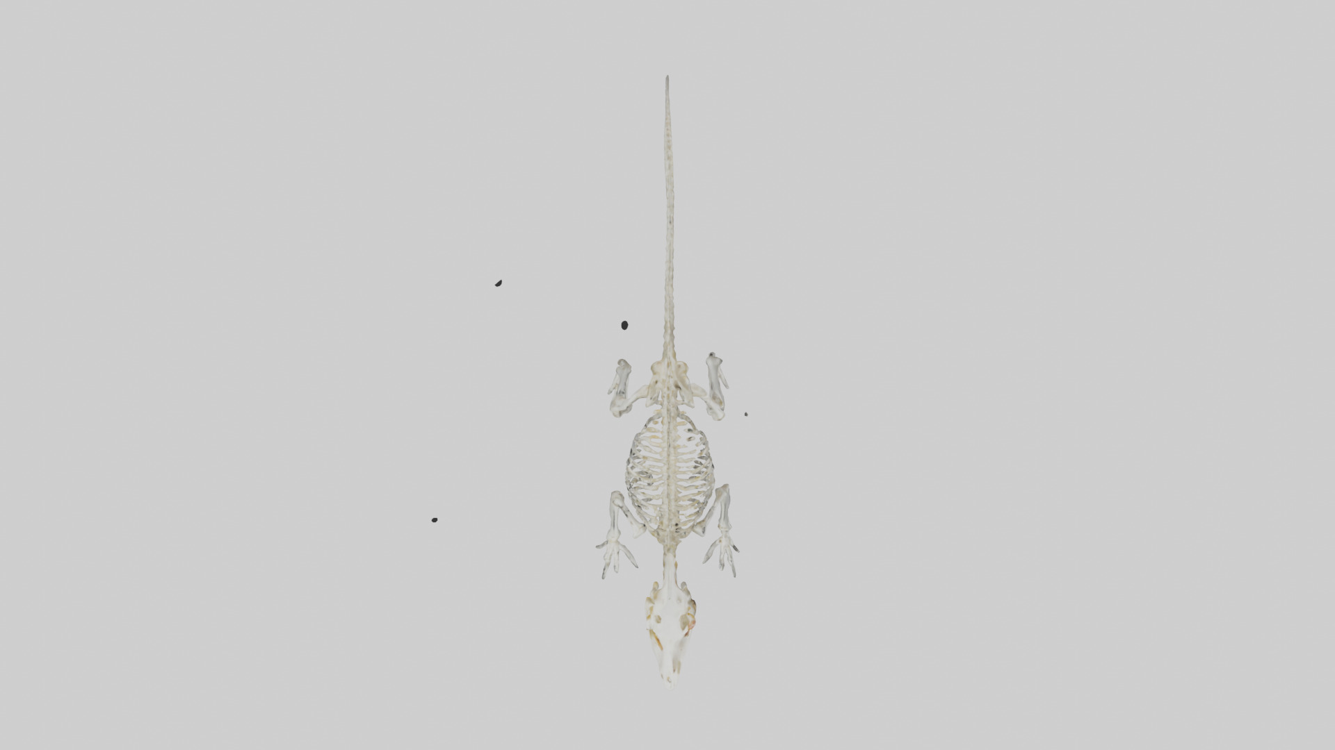 Salamander Skeleton model 3D model_14
